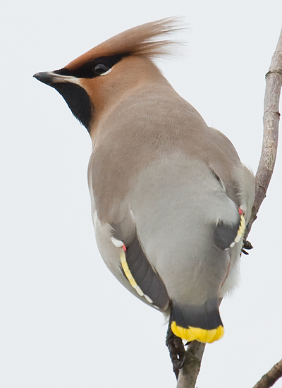 Waxwing