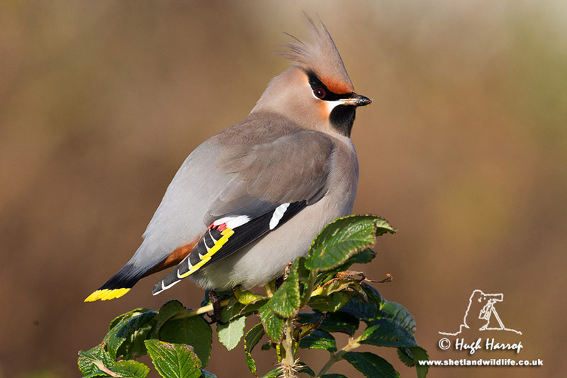 Waxwing