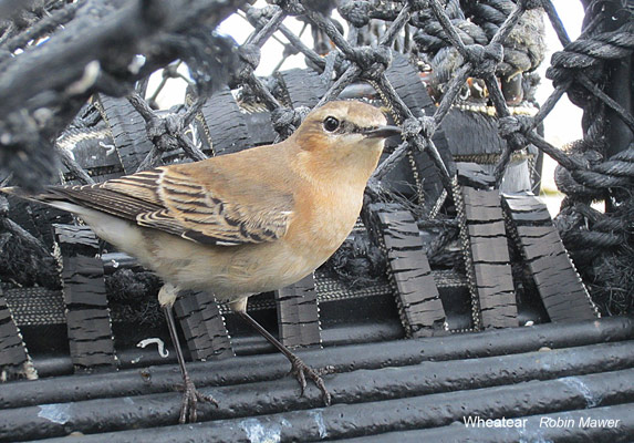 Wheatear