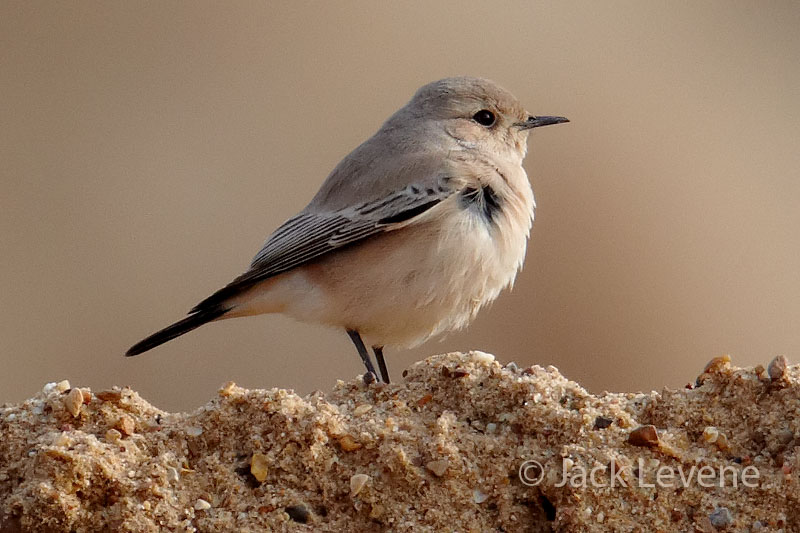 Desert Wheatear