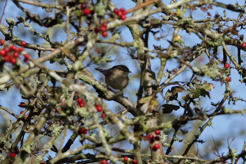 Dusky Warbler