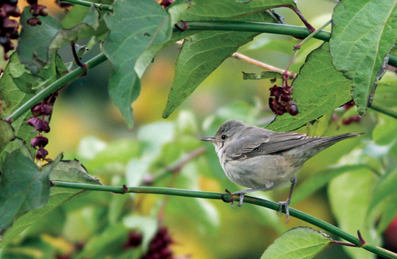 Barred Warbler