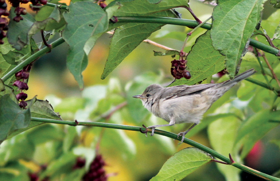 Barred Warbler