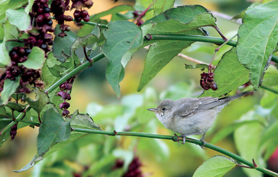 Barred Warbler