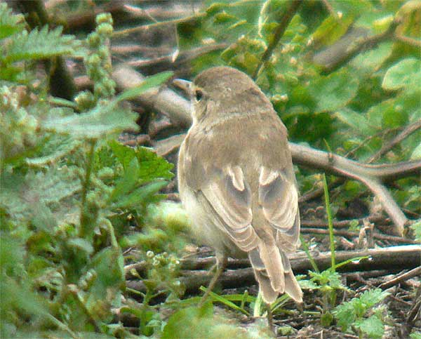 Booted Warbler