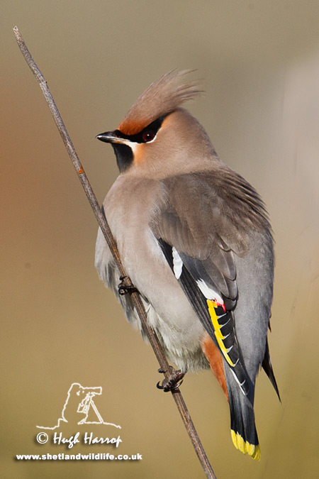 Waxwing