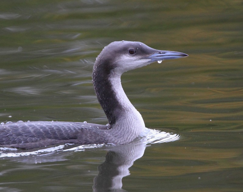 Black-throated Diver