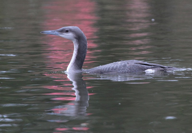 Black-throated Diver