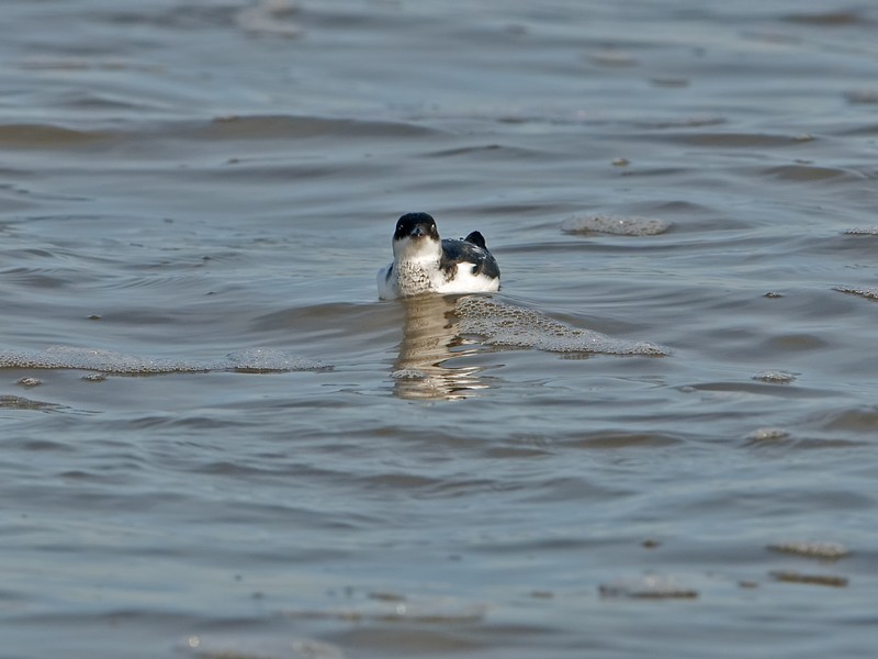 Little Auk