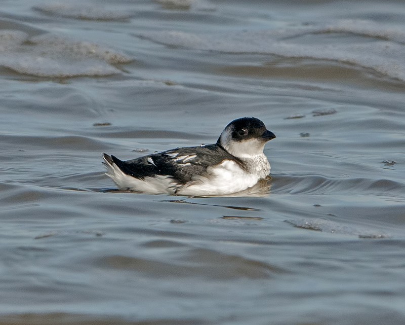 Little Auk