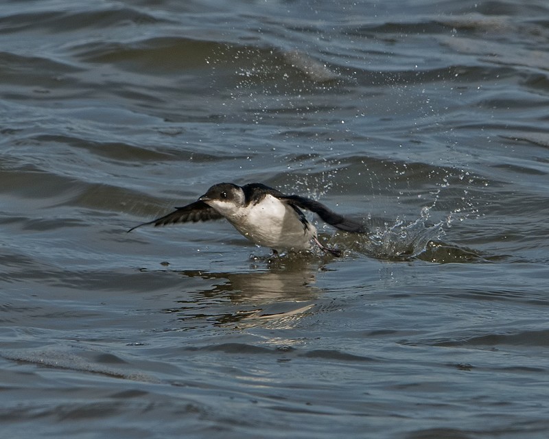 Little Auk