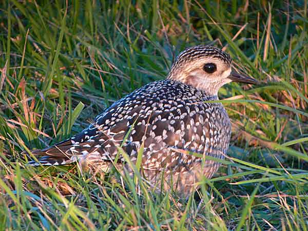 American Golden Plover