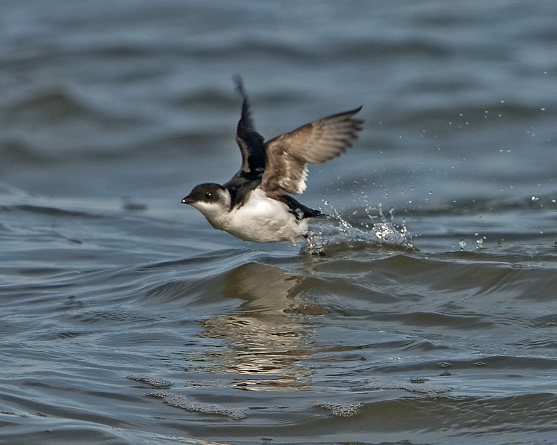 Little Auk