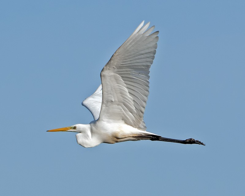 Great White Egret