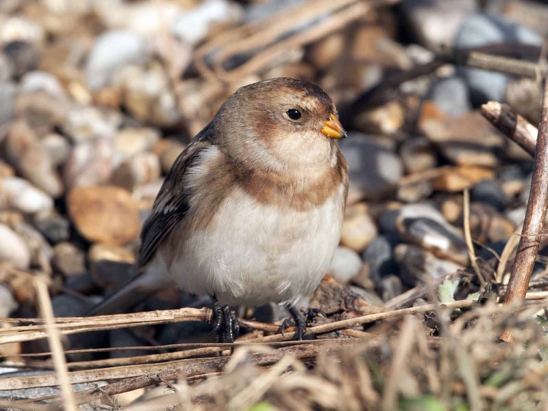 Snow Bunting