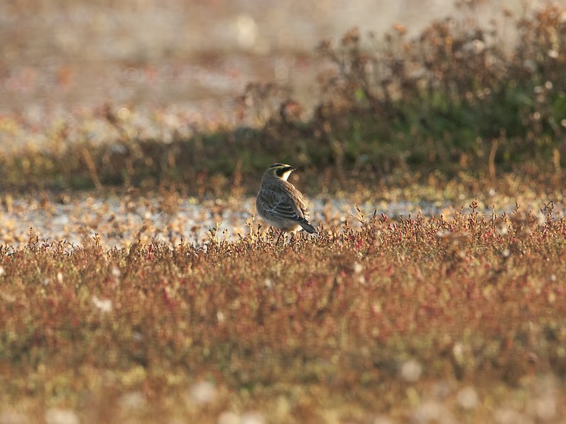 Shorelark