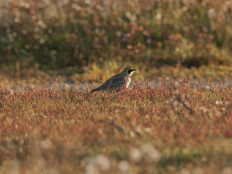 Shorelark
