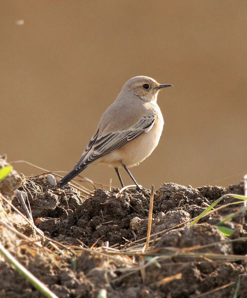 Desert Wheatear