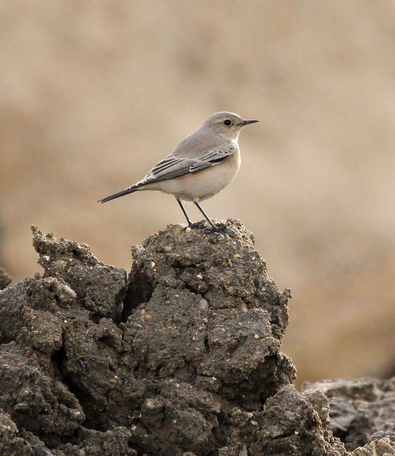 Desert Wheatear