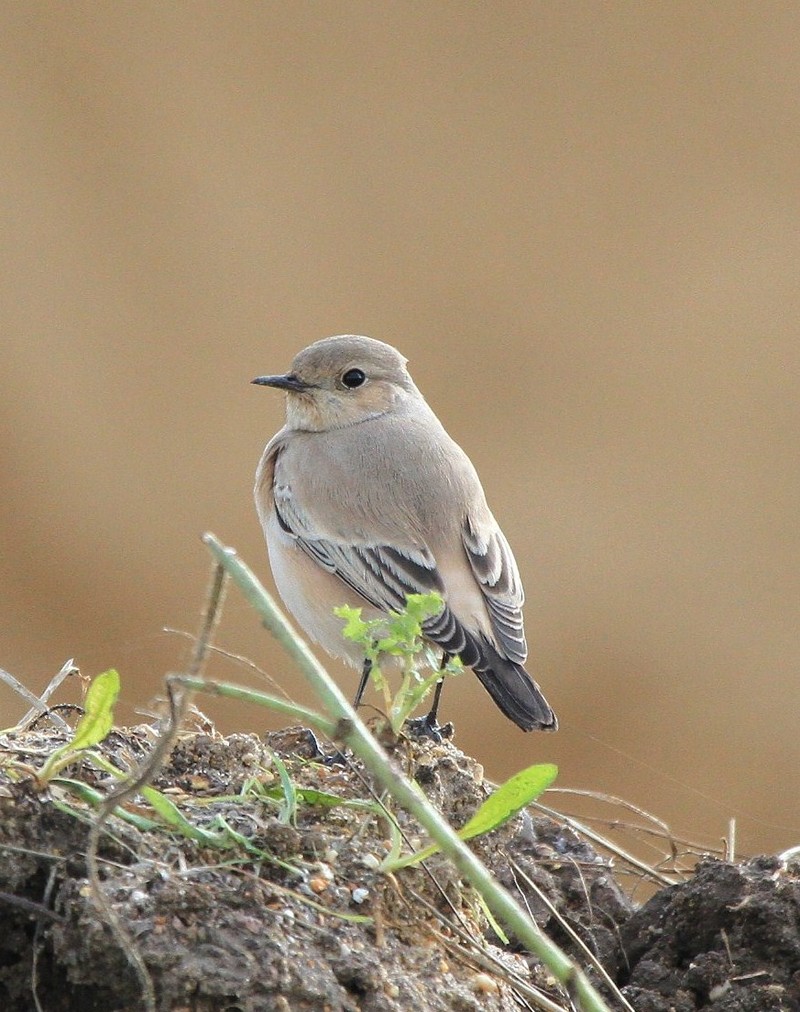 Desert Wheatear