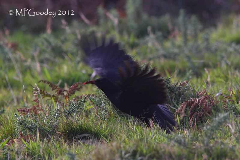 Chough