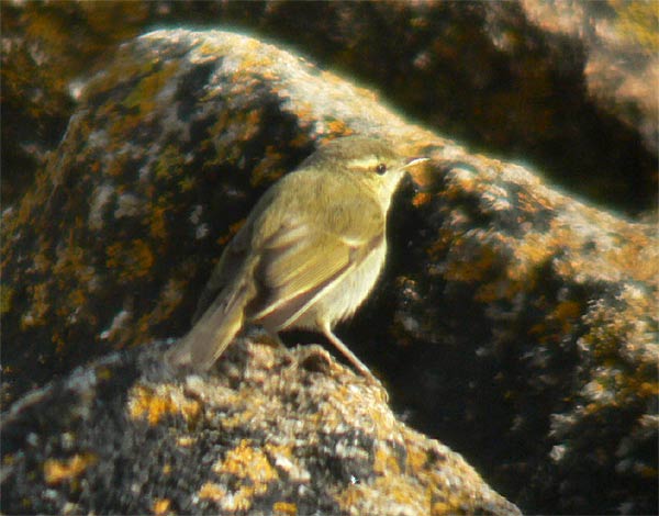 Greenish Warbler
