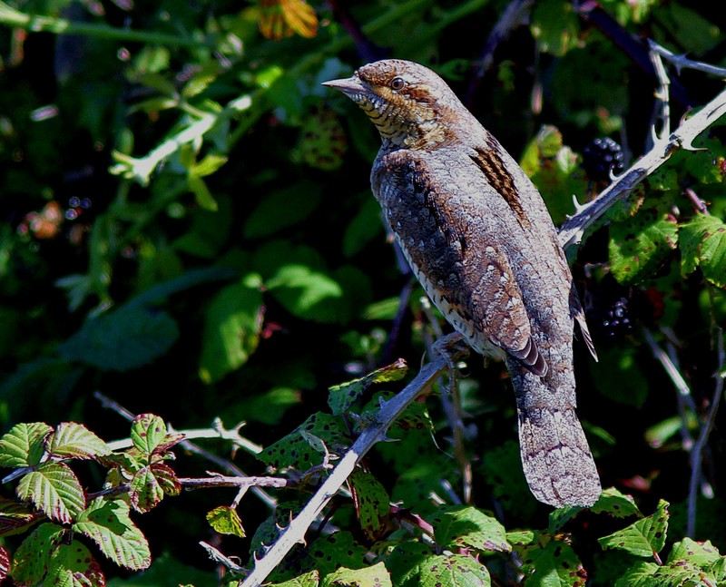 Wryneck