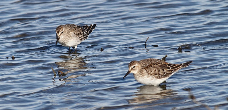 White-rumped Sandpiper