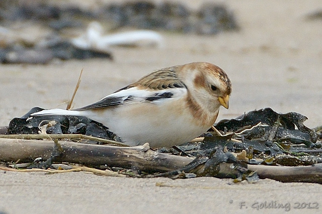 Snow Bunting