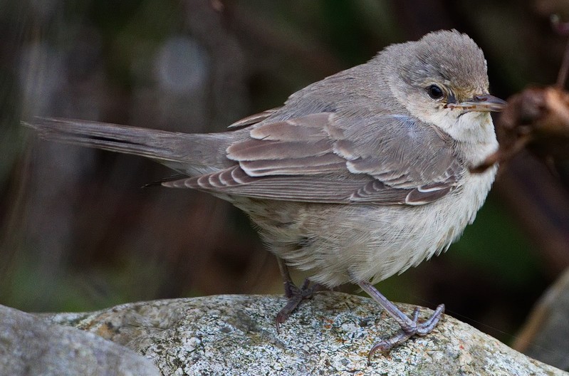 Barred Warbler