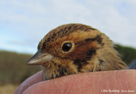 Little Bunting