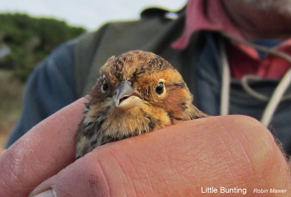 Little Bunting