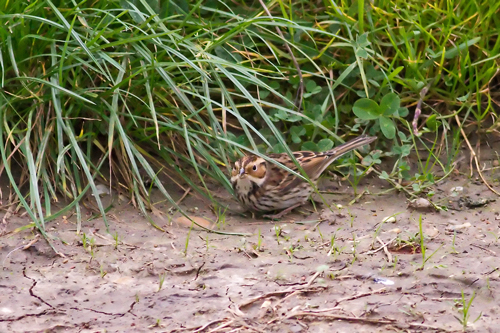 Little Bunting