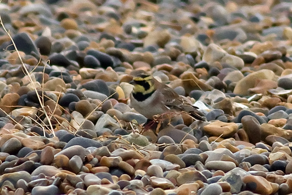Shorelark