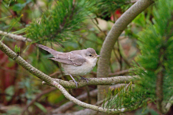 Barred Warbler