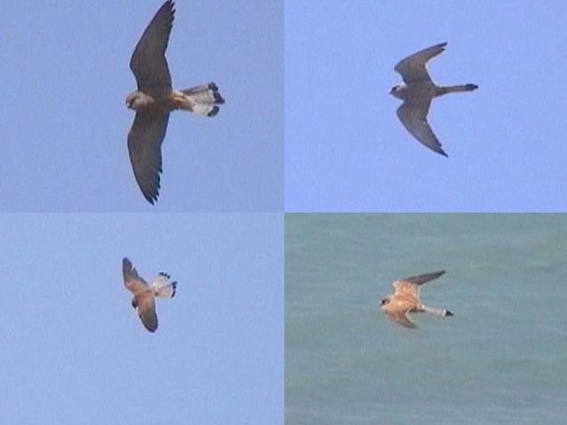 Lesser Kestrel