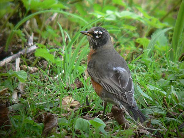 American Robin