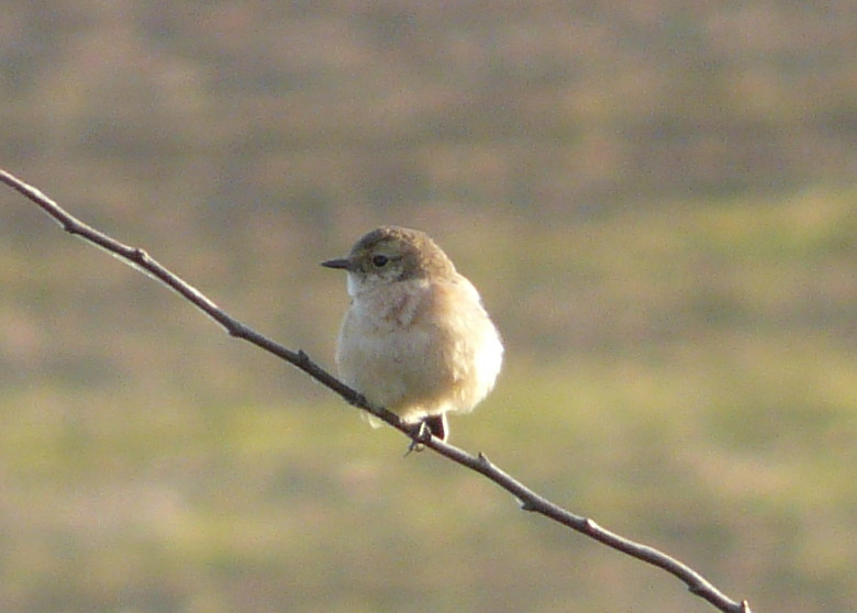 Siberian Stonechat