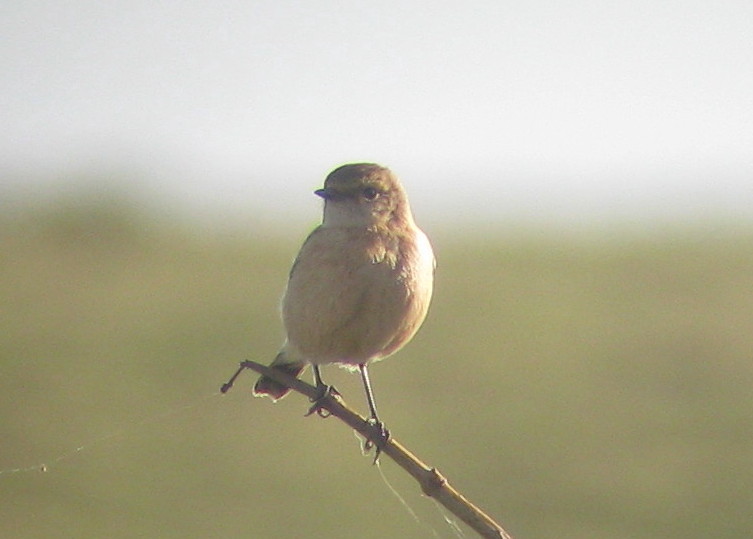 Siberian Stonechat
