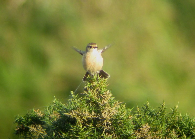 Siberian Stonechat