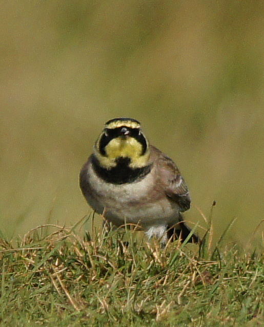 Shorelark