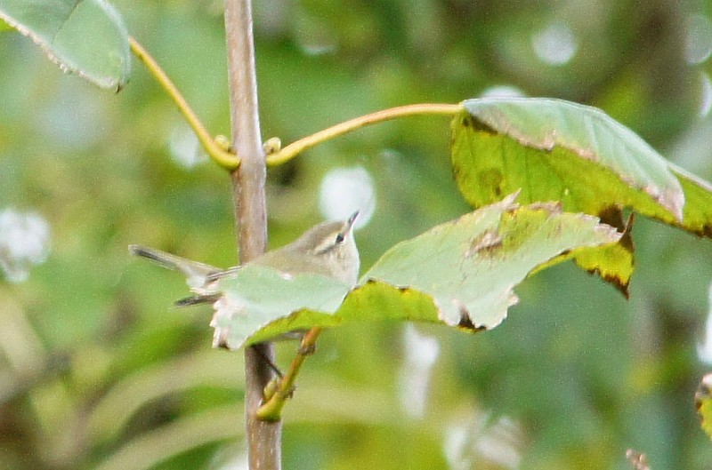 Hume's Yellow-browed Warbler