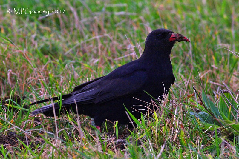 Chough