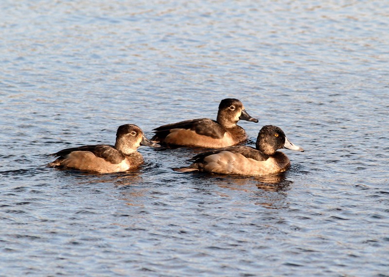 Ring-necked Duck