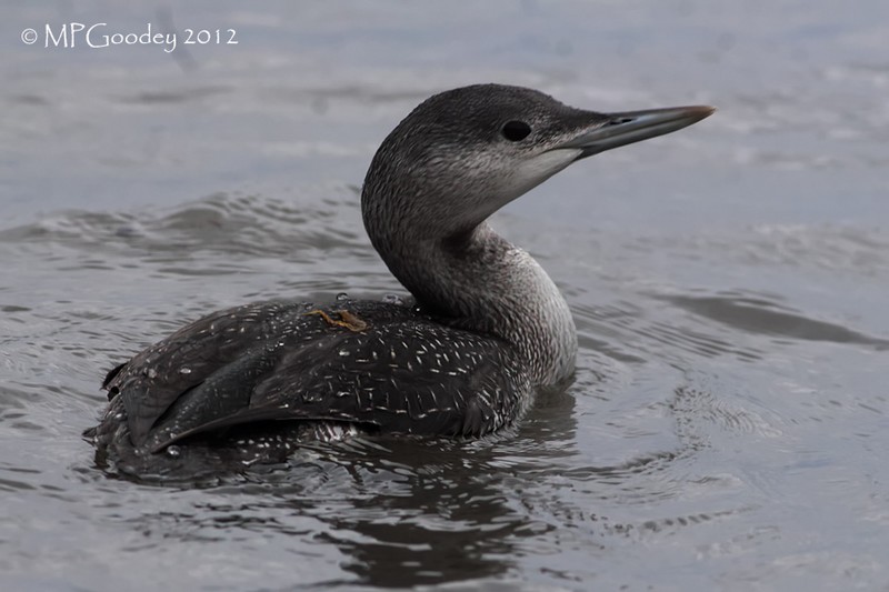 Red-throated Diver
