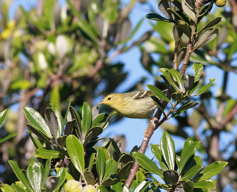 Blackpoll Warbler
