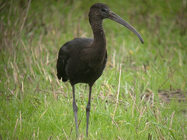 Glossy Ibis