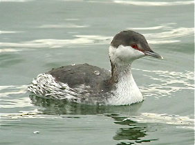 Slavonian Grebe