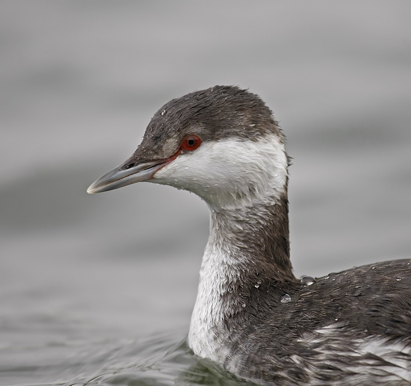 Slavonian Grebe