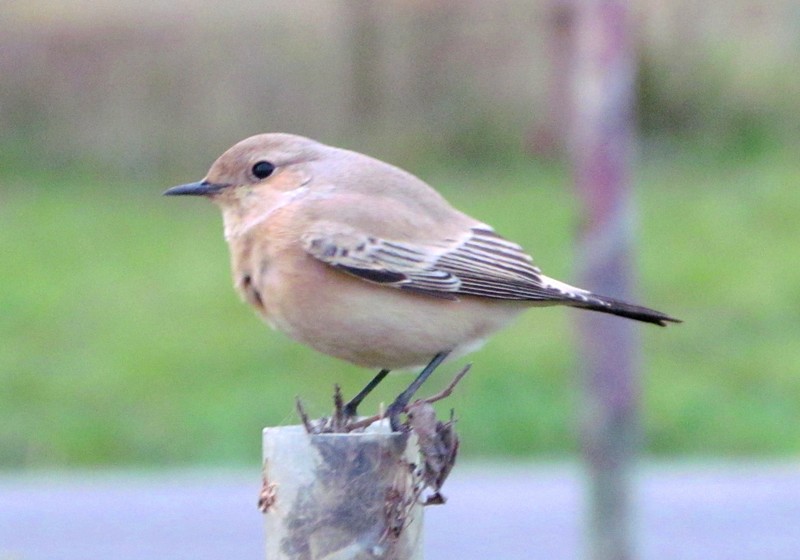 Desert Wheatear